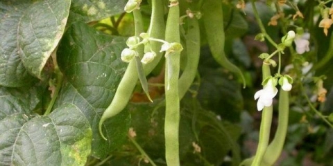 Kada saditi pasulj na otvorenom tlu u predgrađu